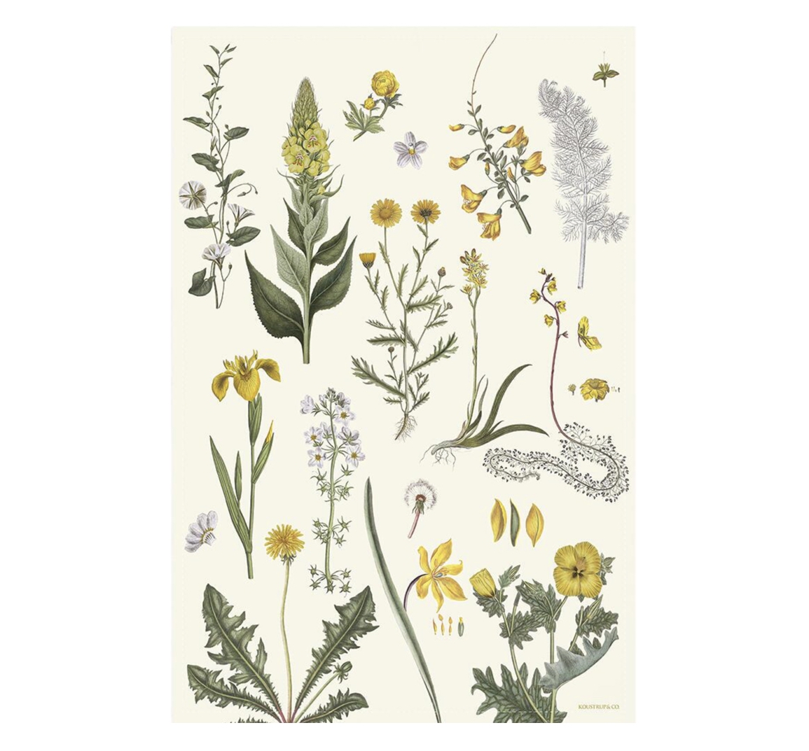 Detaillierte botanische Illustration von Wildpflanzen und Blumen in Gelb- und Weißtönen auf hellem Grund. Zu sehen sind Löwenzahn, eine gelbe Schwertlilie und weitere Frühlingsgewächse, präzise gezeichnet, im Stil eines Flora-Danica-Atlas.